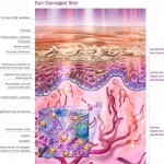 Pro+ Therapy MD Skin care - Damaged Skin